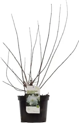 Philadelphus 'Virginal' (Boerenjasmijn) 90cm - afbeelding 3