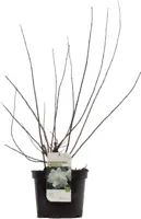 Philadelphus 'Virginal' (Boerenjasmijn) 90cm - afbeelding 3