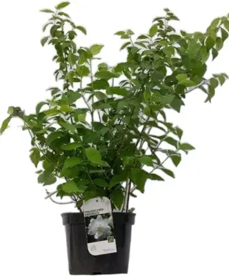 Philadelphus 'Virginal' (Boerenjasmijn) 90cm - afbeelding 1
