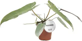 Philodendron atabapoense 25cm - afbeelding 1
