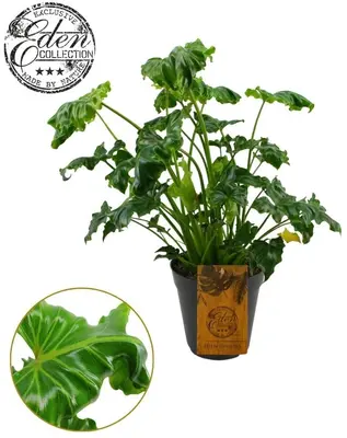Philodendron Atlantis 35cm - afbeelding 1