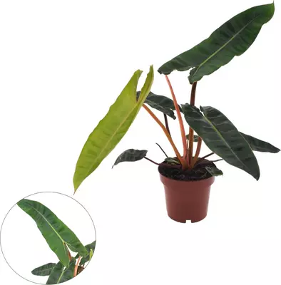 Philodendron billietiae 25cm - afbeelding 1
