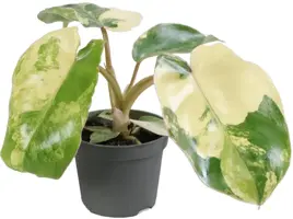 Philodendron 'Burle Marx Variegata' 12cm kopen?