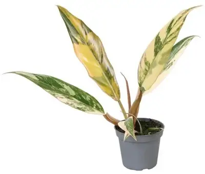 Philodendron 'Caramel Marble' 12cm - afbeelding 1