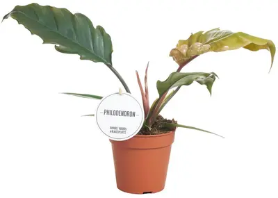 Philodendron 'Choco Empress' 25cm - afbeelding 1