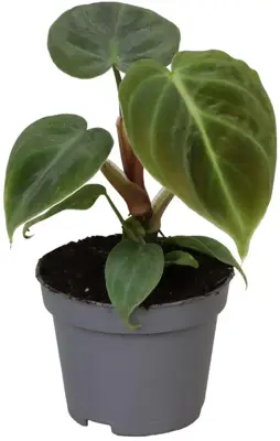 Philodendron 'El Choco' 12cm - afbeelding 1