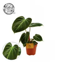 Philodendron 'El Choco Red' (Philodendron) 30cm - afbeelding 1