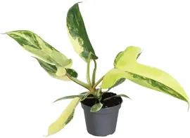 Philodendron 'Florida Beauty' (Philodendron) 12cm - afbeelding 1