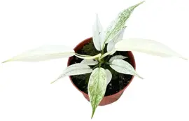 Philodendron florida ghost p10,5 - afbeelding 2