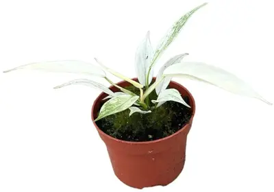 Philodendron florida ghost p10,5 - afbeelding 1