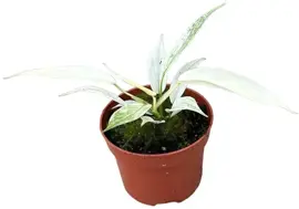 Philodendron florida ghost p10,5 - afbeelding 1