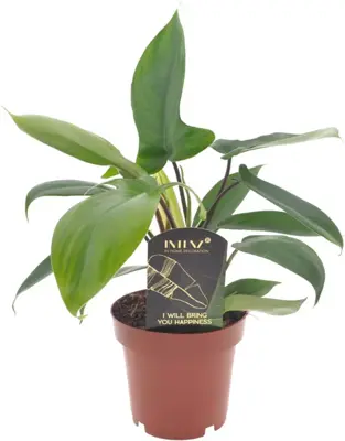 Philodendron 'Florida green' 25cm - afbeelding 1