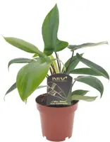 Philodendron 'Florida green' 25cm - afbeelding 1