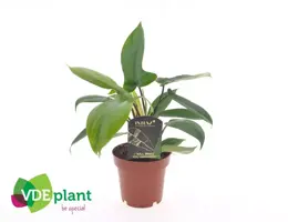 Philodendron 'Florida green' 25cm - afbeelding 2