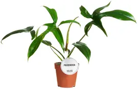 Philodendron 'Gladhands' 30cm - afbeelding 1
