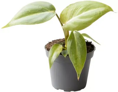 Philodendron gloriosum 8cm - afbeelding 1