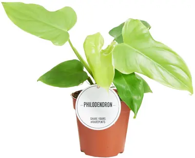 Philodendron 'Golden Violin' 30cm - afbeelding 1