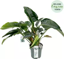 Philodendron green beauty 90 cm incl hydropot en watermeter - afbeelding 1