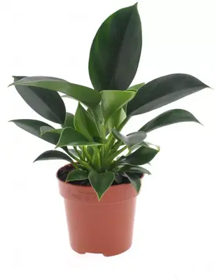 Philodendron 'green princess' 25cm - afbeelding 1