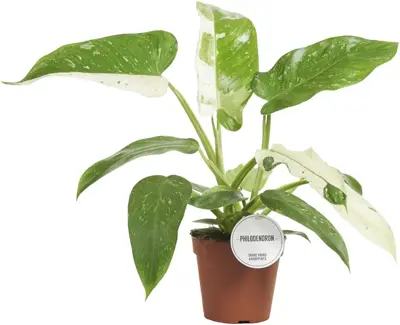 Philodendron 'Jose buono' 45cm - afbeelding 1