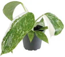 Philodendron 'Jose Buono' (Philodendron) 12cm - afbeelding 1
