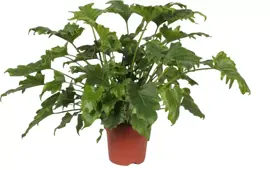 Philodendron 'Little hope' 70cm - afbeelding 1