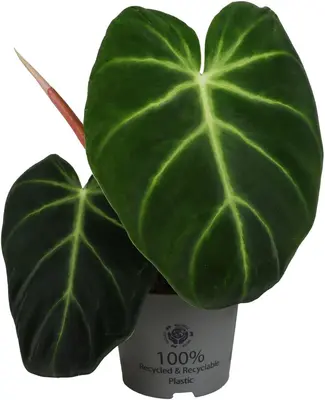Philodendron 'Luxurians' 25cm - afbeelding 1