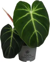 Philodendron 'Luxurians' 25cm - afbeelding 1