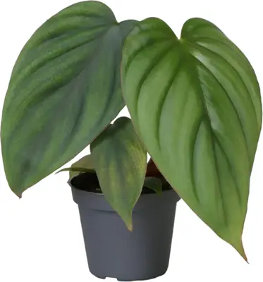 Philodendron 'Mamei' 12cm - afbeelding 1