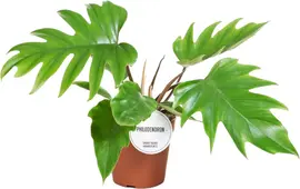 Philodendron 'Mayoi' 35cm - afbeelding 1