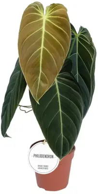 Philodendron Melanochrysum 45cm - afbeelding 1