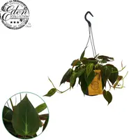 Philodendron micans 40cm - afbeelding 1