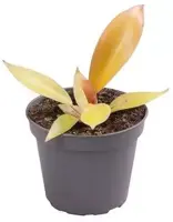 Philodendron 'Orange' (De oranje prins) 10cm - afbeelding 2