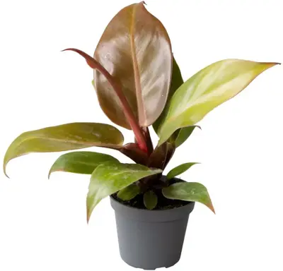 Philodendron 'Orange' (De oranje prins) 10cm - afbeelding 1