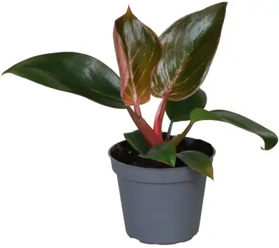 Philodendron 'Pink Bikini' 10cm - afbeelding 1