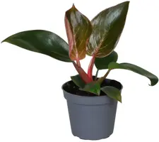 Philodendron 'Pink Bikini' 10cm - afbeelding 1