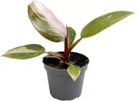 Philodendron 'Pink princess' 12cm - afbeelding 1