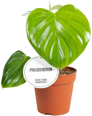 Philodendron Pittieri 25cm - afbeelding 1