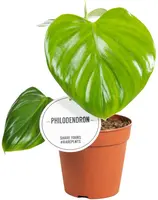 Philodendron Pittieri 25cm kopen?