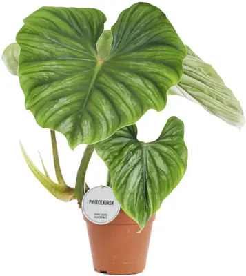 Philodendron plowmanii 50cm - afbeelding 1