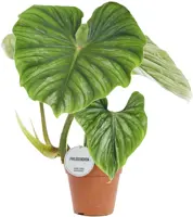 Philodendron plowmanii 50cm - afbeelding 1