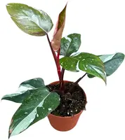 Philodendron 'Red Anderson' 40cm - afbeelding 1