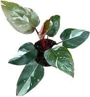 Philodendron 'Red Anderson' 40cm - afbeelding 2