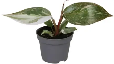 Philodendron 'Red Anderson' (Philodendron) 10cm - afbeelding 1
