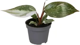 Philodendron 'Red Anderson' (Philodendron) 10cm - afbeelding 1