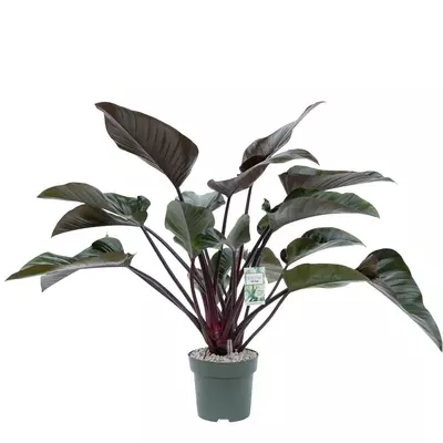Philodendron red beauty 90 cm incl hydropot en watermeter - afbeelding 1