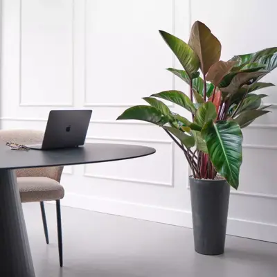 Philodendron red beauty 90 cm incl hydropot en watermeter - afbeelding 4