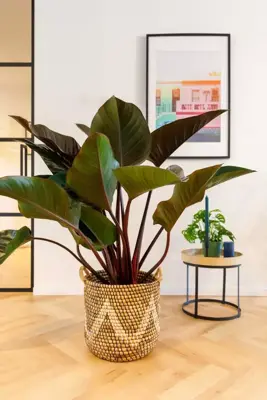 Philodendron red beauty 90 cm incl hydropot en watermeter - afbeelding 3