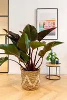 Philodendron red beauty 90 cm incl hydropot en watermeter - afbeelding 3
