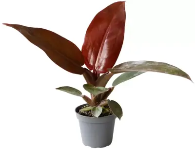 Philodendron 'Red sun' 10cm - afbeelding 1